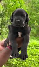 dog for sale near me In Pune
